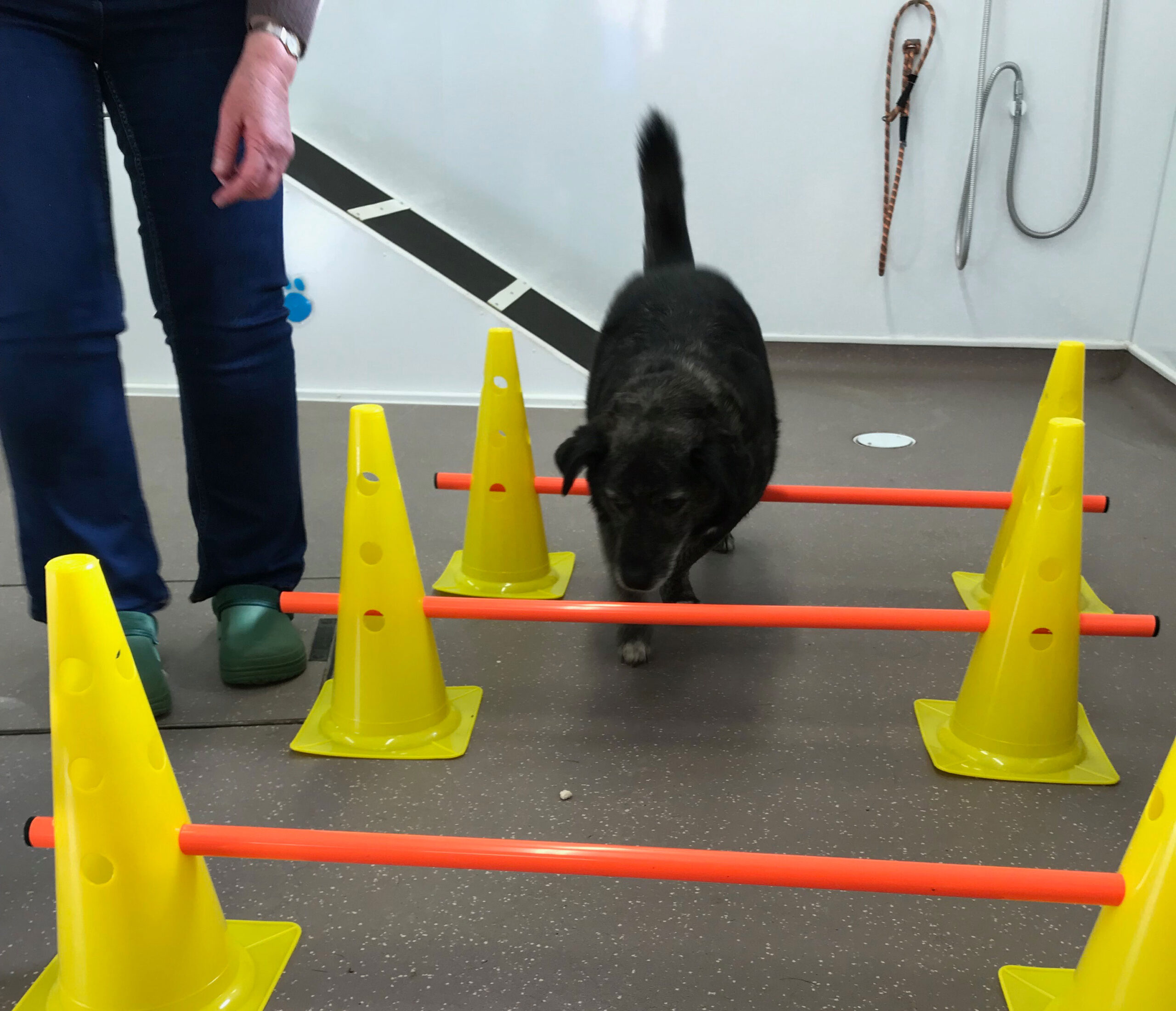 exercise-therapy Canine Therapy Lincolnshire